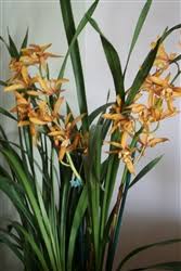 Image result for Cycnium recurvum