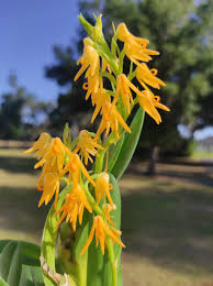 Image result for Polystachya bicarinata