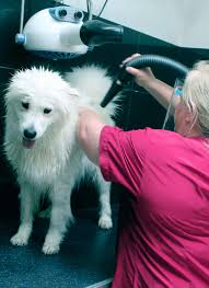 Shaggy to chic pet spa boutique is ashford kent's first doggy hydrotherapy spa and poochy pet boutique. Home Pimp My Pooch With Emma Dog Grooming Berkshire Bucks
