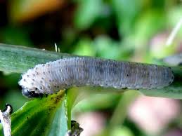 Check spelling or type a new query. Solomons Seal Sawfly Naturespot