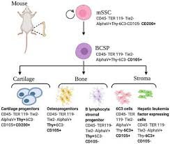 Genomic approach to cancer treatment. Frontiers Skeletal Stem Cells A Paradigm Shift In The Field Of Craniofacial Bone Tissue Engineering Dental Medicine