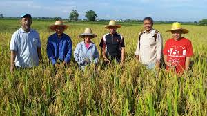 O need to increase efficiency and productivity. Malaysia S Nuclear Agency And Partners Bring Improved Rice Variety To Country S Farmers Iaea