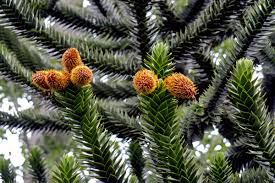 Image result for Araucariaceae