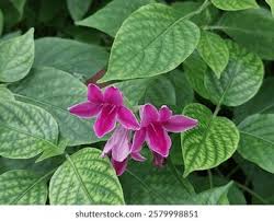 Image result for Asystasia intrusa