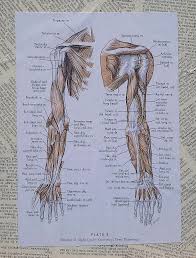 This hd wallpaper muscles of arm diagram has viewed by 661 users. Anatomy Of Art Deep Muscles Of The Arm Mixed Media By Laura Walters