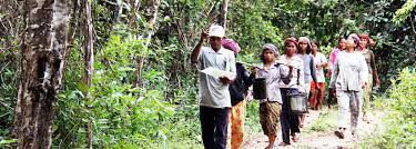 Image result for Brachystegia glaucescens