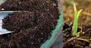 10 video cara membuat bonsai bougenville. Cara Buat Baja Bunga Encikshino Com