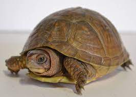 Small Three Toed Box Turtles For Sale