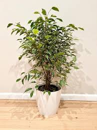 Image result for Ficus benjamina