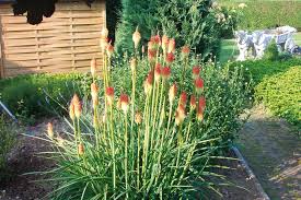 Image result for Uvaria schweinfurthii