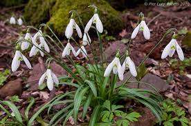 Ovviamente, da noi puoi trovare tanti tipi diversi di zucche: Fiori Bianchi Sottobosco