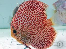 Some popular names of discus fish include high fin discus, red ghost discus, wild caught discus, high body discus, and more. Freshwater Discus Fish Facts Animal Bliss