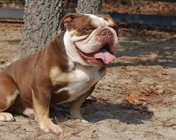 Hình ảnh về Chó Bull