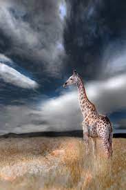 I Can See Whats Coming By David Hobcote Giraffe Animals Animals Wild