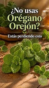 El Orégano Orejón: Tu Botiquín Natural en una Sola Planta! 🌿✨ ​¿Buscas una  planta resistente, medicinal y gourmet? El Orégano Orejón (Plectranthus  amboinicus) es la joya que no puede faltar en tu
