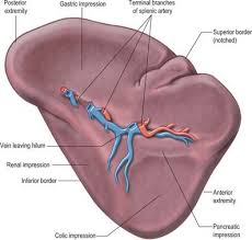 | meaning, pronunciation, translations and examples. Spleen Clinical Gate