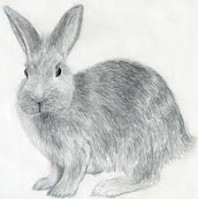 40 realistic animal pencil drawings. Drawing Animals Made Easy Fast And Surprisingly Simple