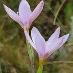 Image result for Hesperantha petitiana
