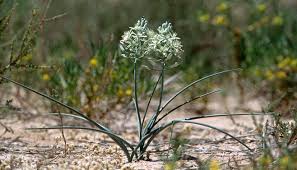 Image result for Albuca nigritana