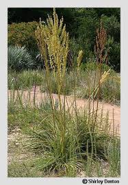 Image result for Nolletia arenosa