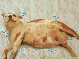 The quality of the relationship between you and your dog is of great importance. How Much Time Does A Dog Take To Give Birth Dogwalls
