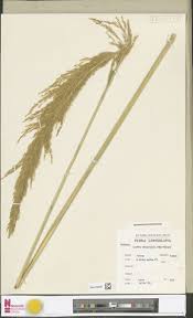 Image result for Tephrosia tanganicensis