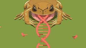 1982 being or used to produce an organism or cell of one species transgenic — ˌtrænzˈdʒenɪk adj science a transgenic plant or animal contains genes from a. Crispr And The Splice To Survive The New Yorker