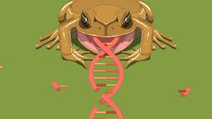 So, the frogs, toads, and tadpoles eat mosquitoes, however, will not help to control the mosquito population effectively. Crispr And The Splice To Survive The New Yorker