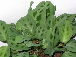 Image result for Halopegia