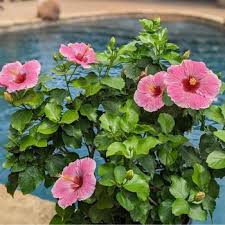 Image result for Hibiscus kirkii