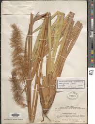 Image result for Setaria pseudaristata