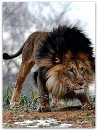 They are 6.6 to 9.2 feet (2 to 2.8 m) long from head to tail and weigh between 242 to 418 pounds (110 to. Has There Ever Been Documentation Of A Lion Resembling Scar With Red Fur And A Dark Black Mane In The Wild Quora