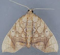 Image result for Dignathia gracilis