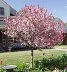 Modern / contemporary low / medium maintenance conservation area. 17 Medium Sized Trees Ideas Plants Hello Hello Plants Deciduous Trees
