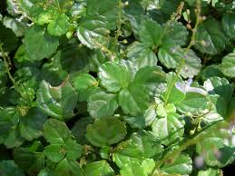 Image result for Plectranthus verticillatus
