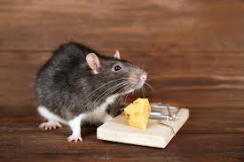 Ratten im haus und im garten vertreiben immer wieder hört man dass man mit hausmitteln ratten vertreiben kann. Ratten Im Haus Wirksam Vertreiben Und Bekampfen Heimhelden