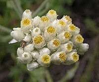 Image result for Pseudognaphalium oligandrum