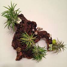 Air Plants And Moss Wall Garden Living Wall Art A Unique Etsy Air Plants Care Air Plants Plants