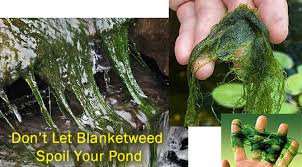 String algae is attached to some part of your pond and will not flow past the uv light. How To Cure Pond Blanket Weed Water Gardening Direct