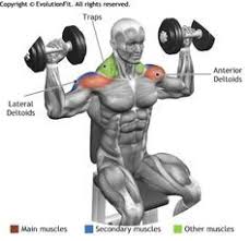 Shoulders Seated Dumbbell Press Deltoid Workout Shoulder Workout Workout Routine