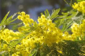 Buon 8 marzo.a tutte le donne che ogni giorno urlano in silenzio.a quelle che non possono vivere la propria femminilità.alle donne che dedicano la. Auguri A Tutti Noi Nella Giornata Della Donna Ilmetropolitano It