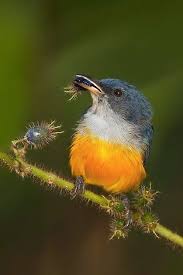 Identification Small Birds Of South Africa Birds The Orange Bellied Flowerpecker Dicaeum Nature Birds Wild Birds Colorful Birds