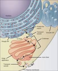 The Endomembrane System Biology For Non Majors I
