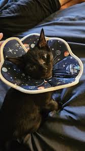 Kitty cone of shame after 5 days : r/kittens
