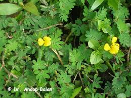 Image result for Smithia