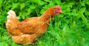 تربية الدجاج في المنزل ومميزاتها والخطوات كاملة animals rooster