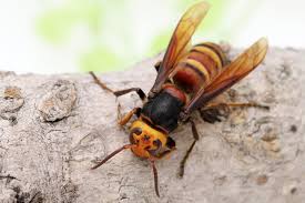 The true hornets make up the genus vespa. Asia S Murder Hornet Found For First Time In The Us