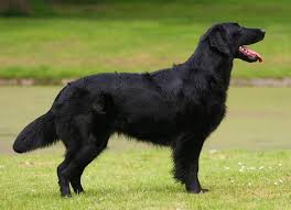 Maybe you would like to learn more about one of these? Flat Coated Retriever Hunderasse F Hundeseite De