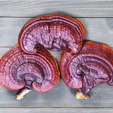 Image result for Ganoderma lucidum