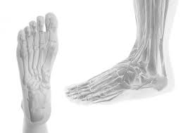 With tight calves, the extensor muscles are going to have to work harder to bring your foot up. My Foot Rx Interactive Foot